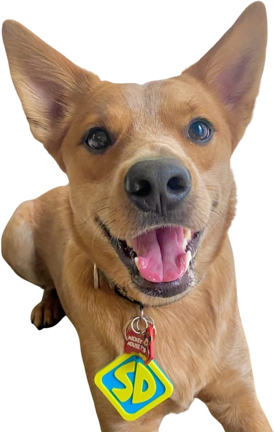  Cat/Dog Halloween Collar Tag 