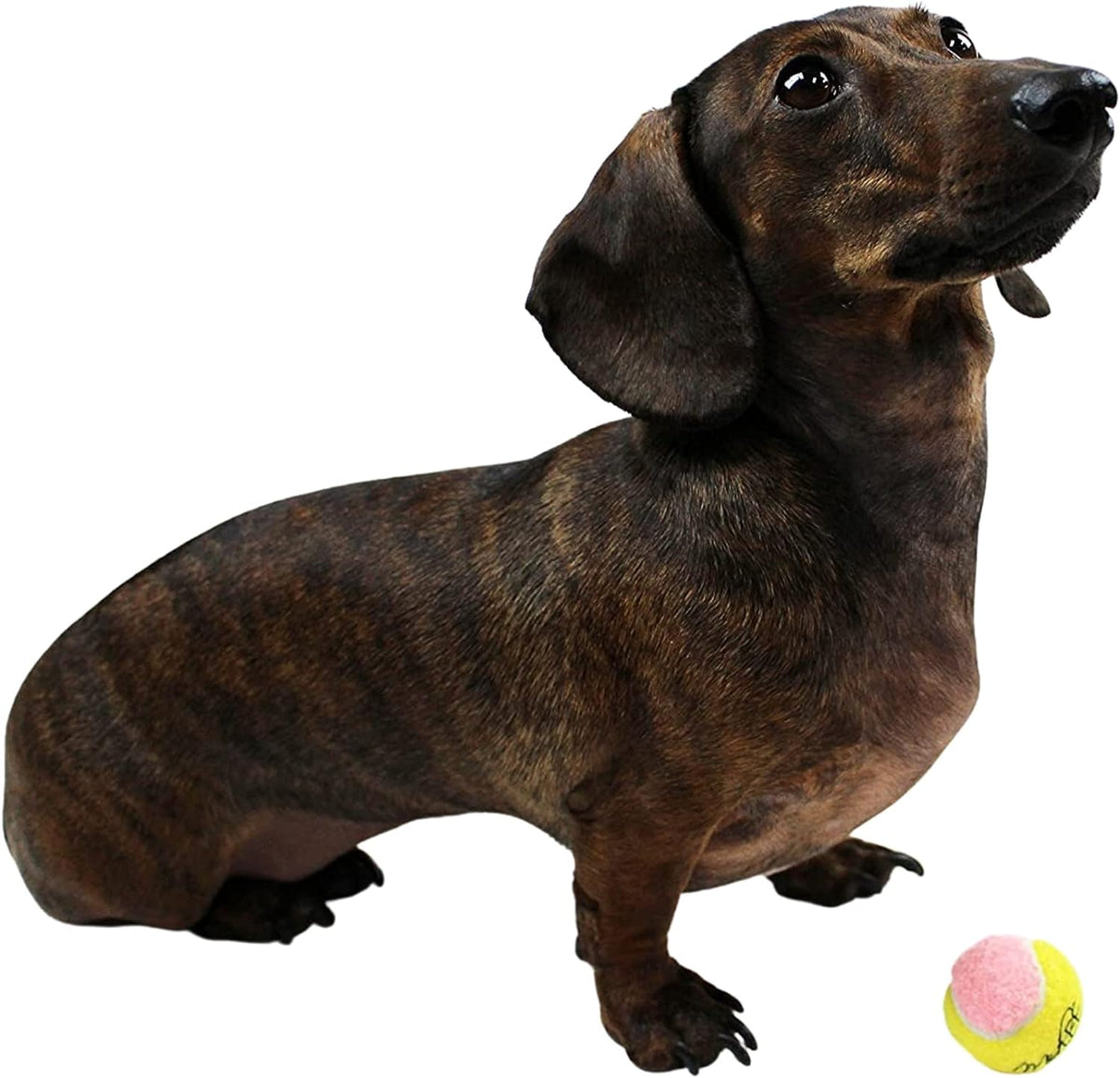 X-Small Dog Tennis Balls 