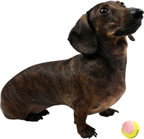 X-Small Dog Tennis Balls 