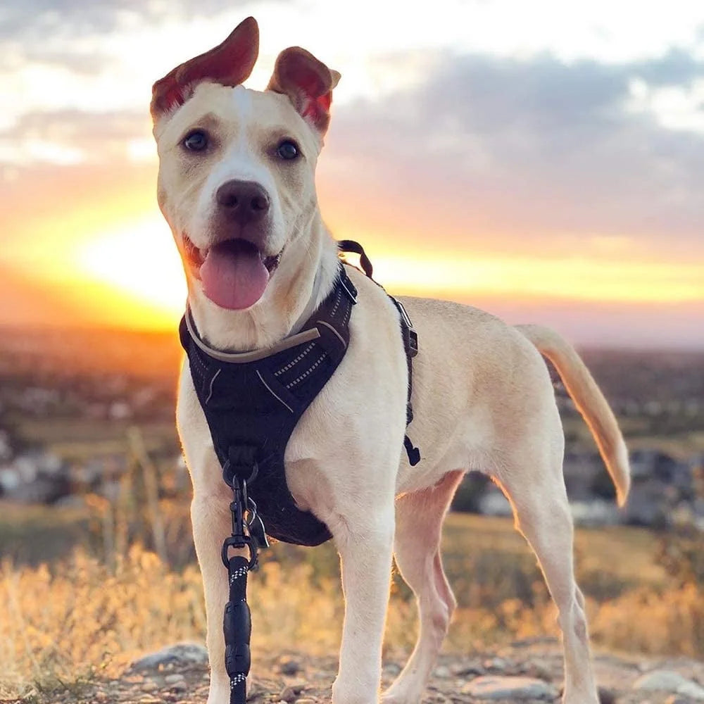 No Pull Dog Harness