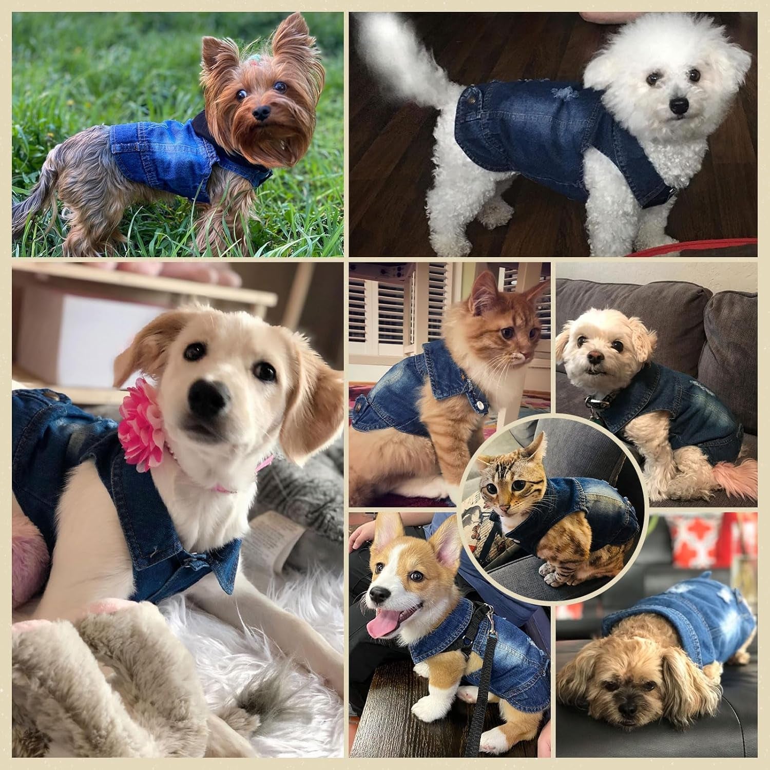 Cool Dog Denim Jacket 