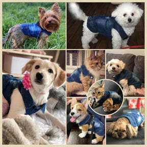Cool Dog Denim Jacket 