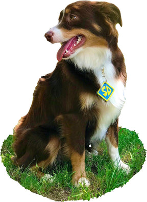  Cat/Dog Halloween Collar Tag 