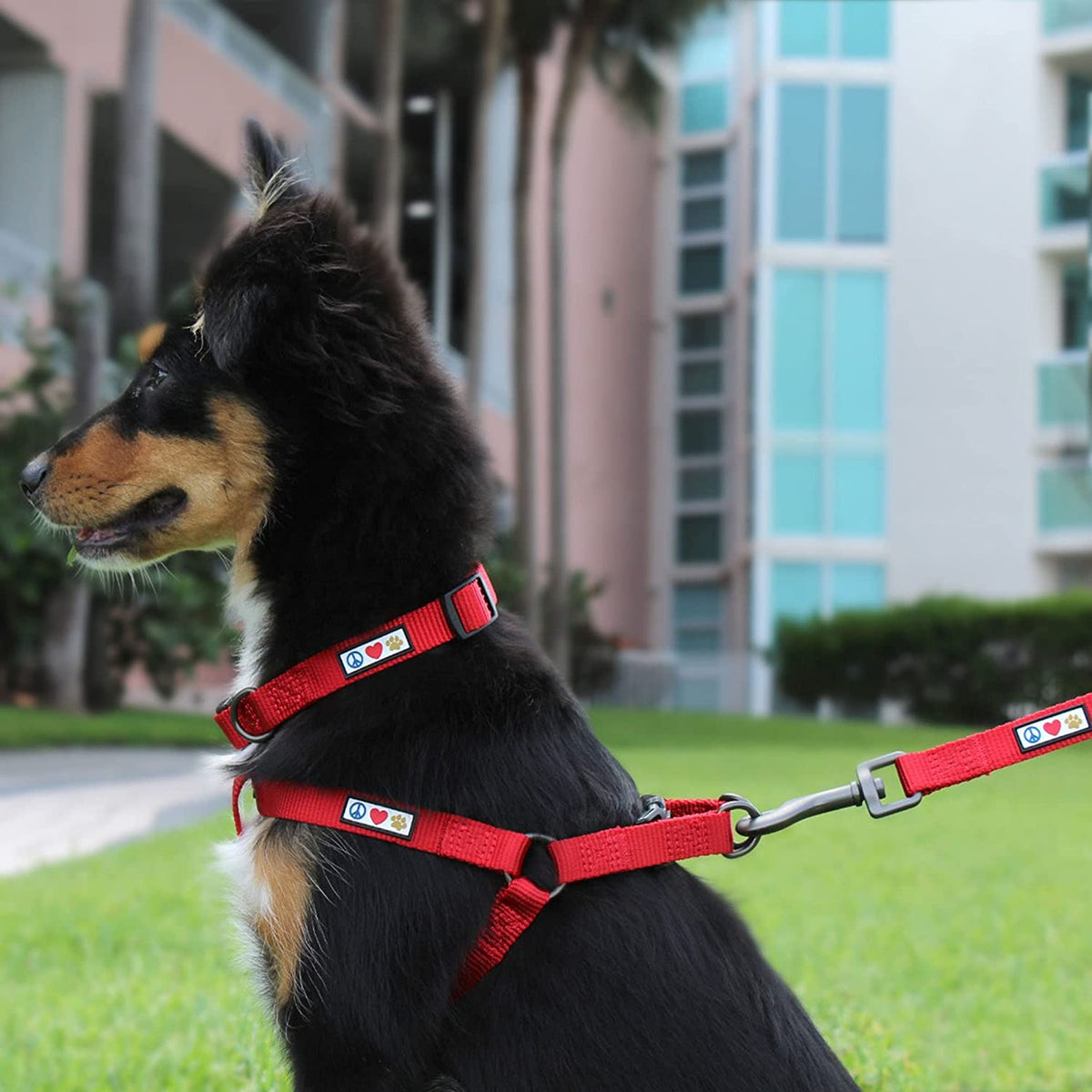 Adjustable Large Dog Collar 